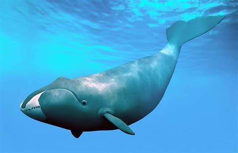 baleia da groenlândia